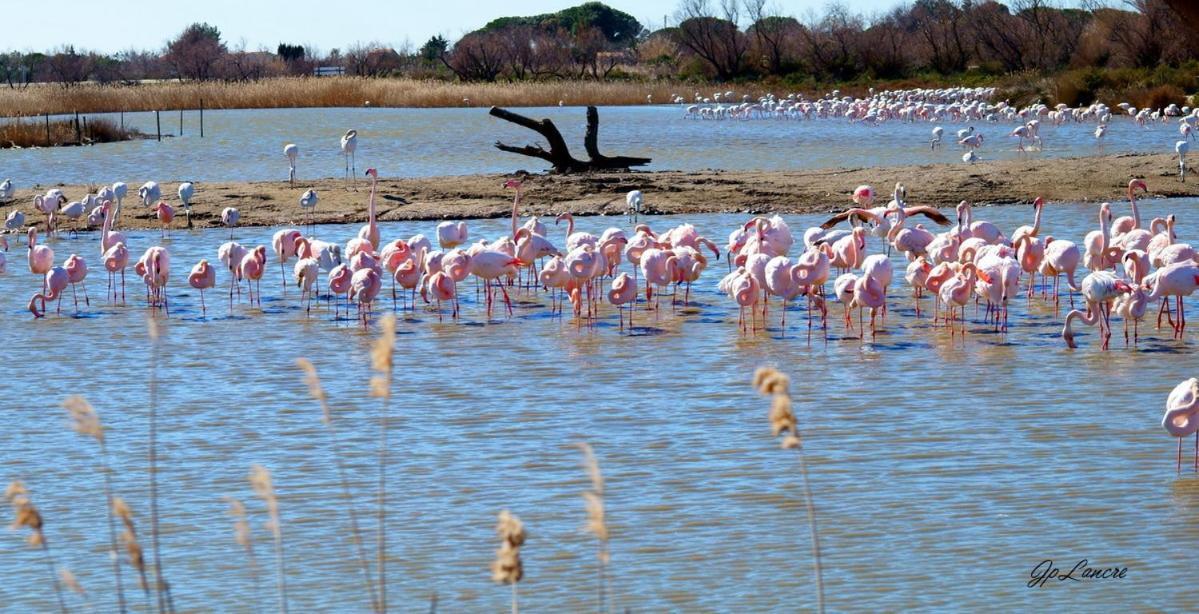 La Palmeraie Istres Dış mekan fotoğraf